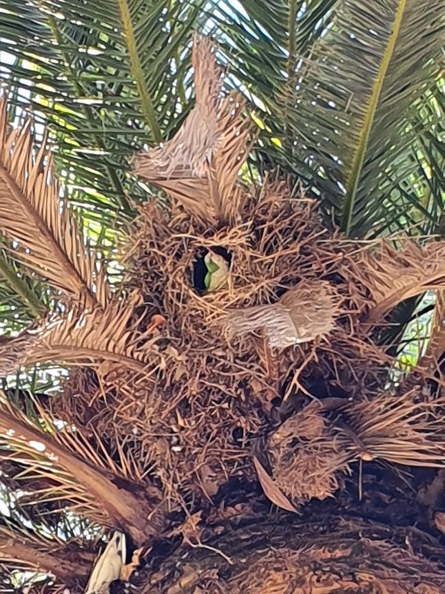 Wilder grüner Papagei in Málaga 
