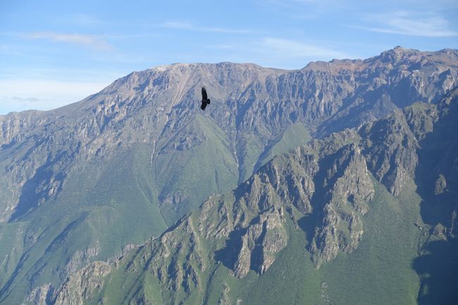 Ein Condor ueber dem Canyon del Colaca