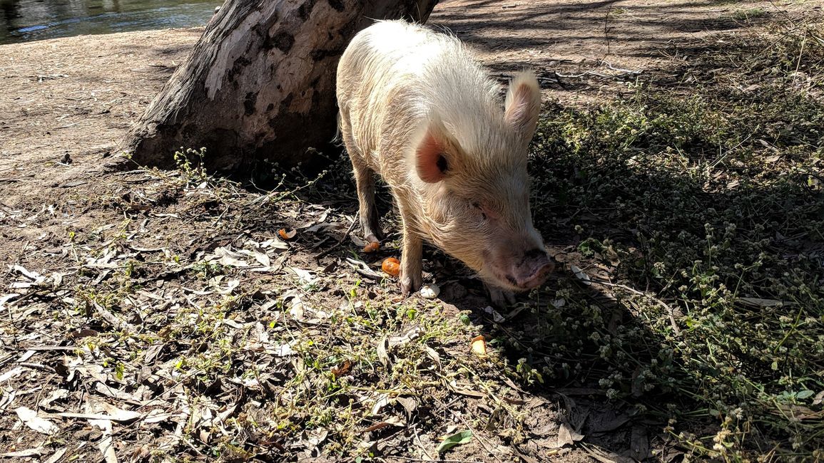 Und hier gibts sogar ein zahmes Schwein namens "Piggy"
