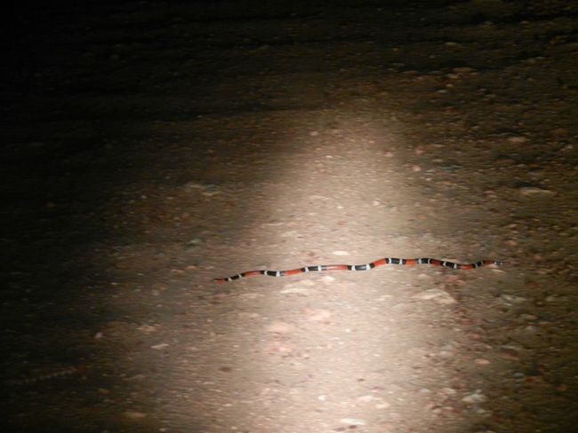 Pantanal Snake