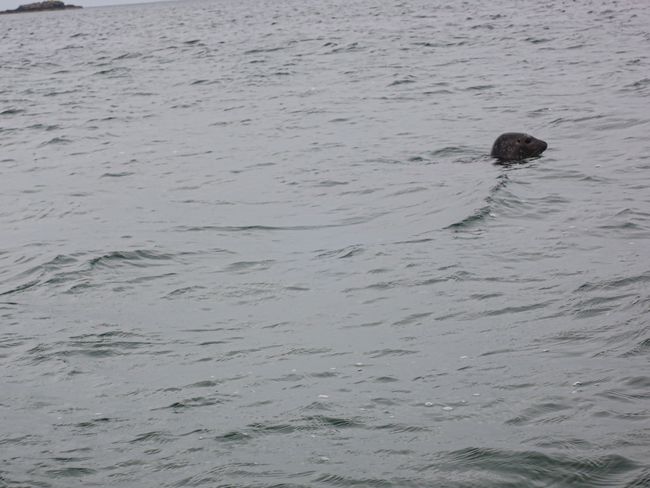 Tag 90 - noch einmal zu Besuch bei den Robben