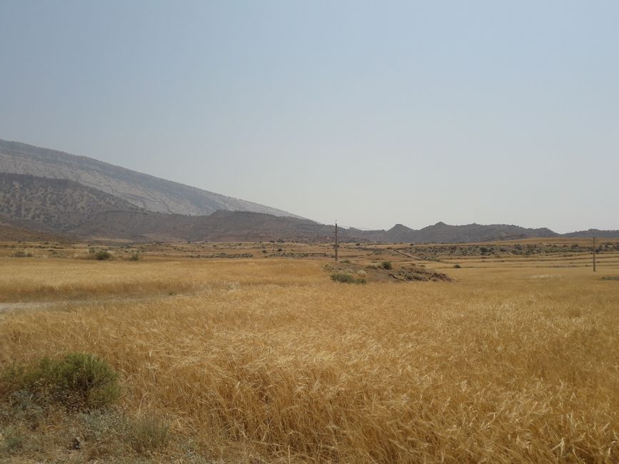 grain field