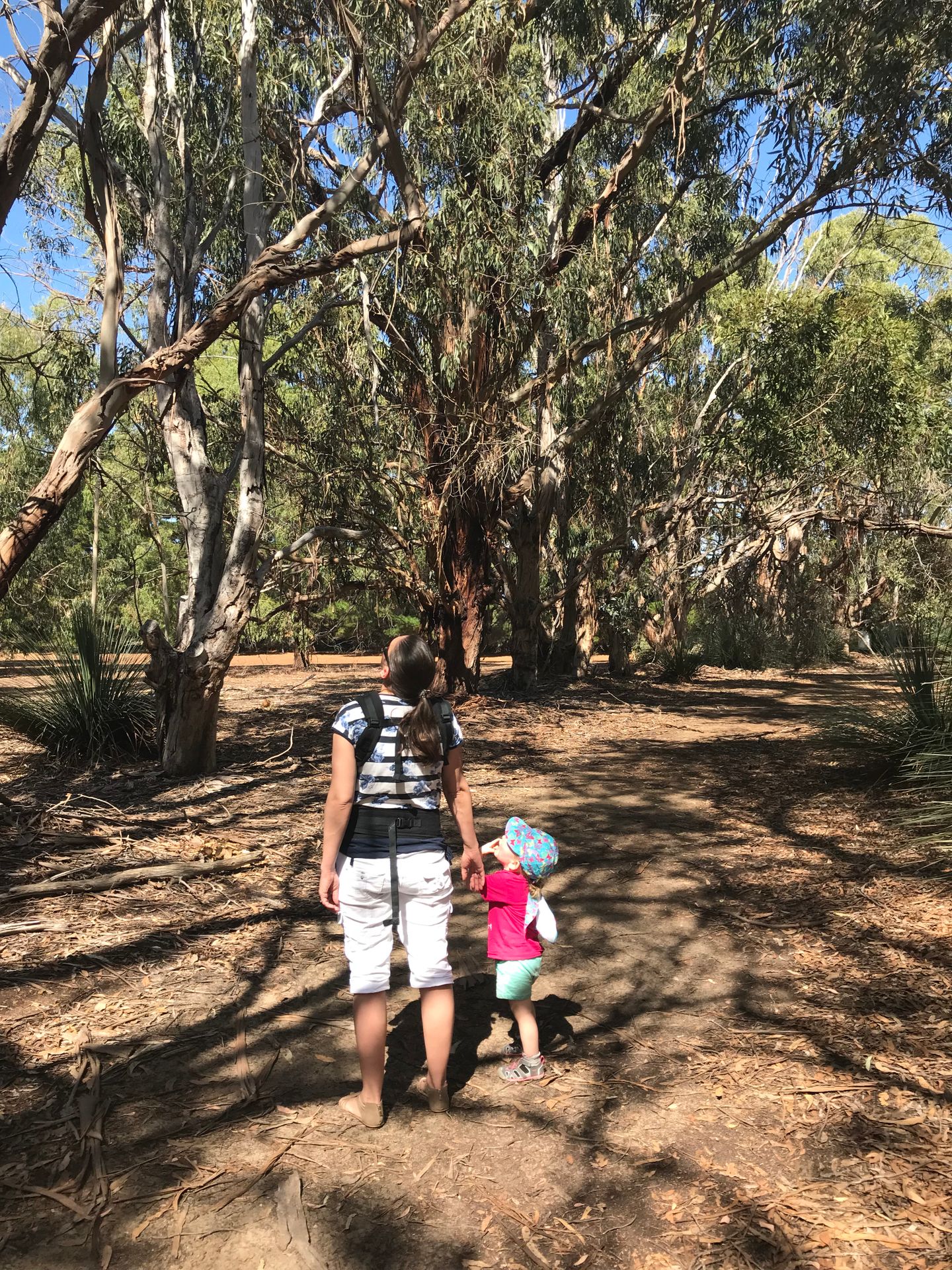 Koala Walk 