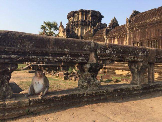 Angkor Wat - Affe