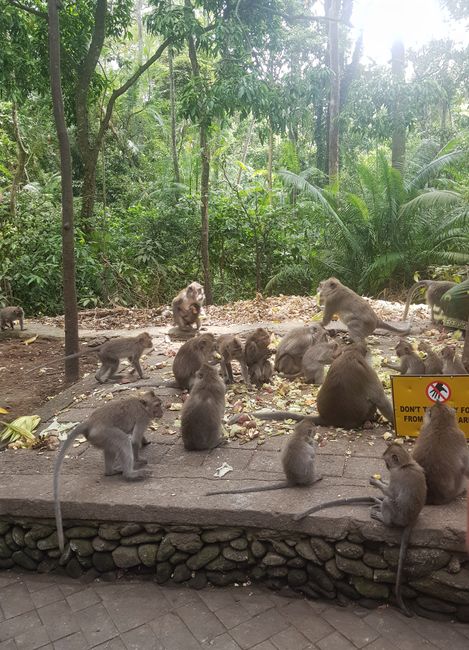 On the road in Ubud