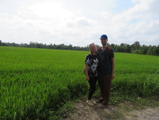 Finally, a lush green rice field