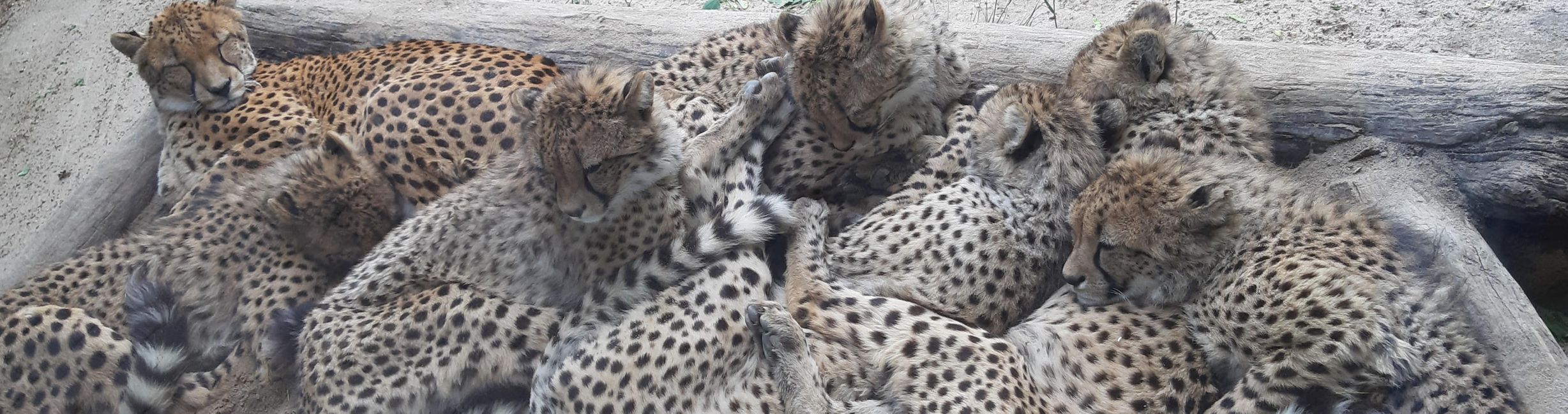 the seven(!) cutest cheetahs napping