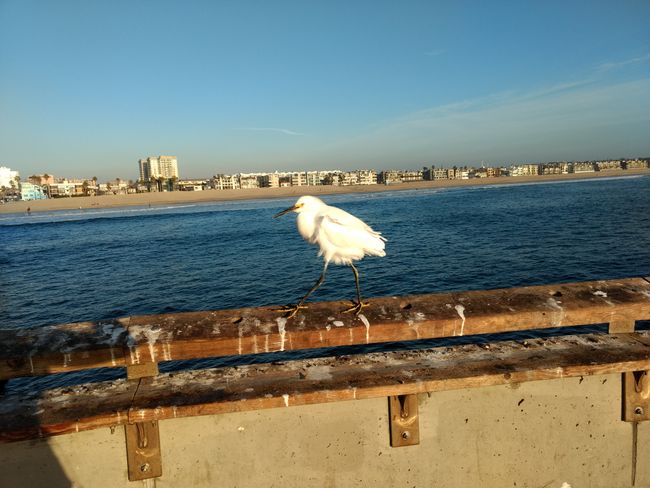 Komische Vögel in Venice Beach
