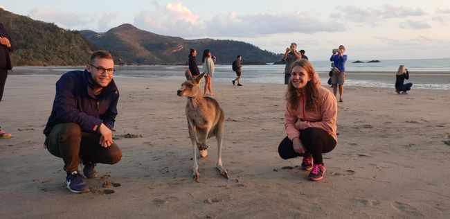 Sunrise with the Kangaroos