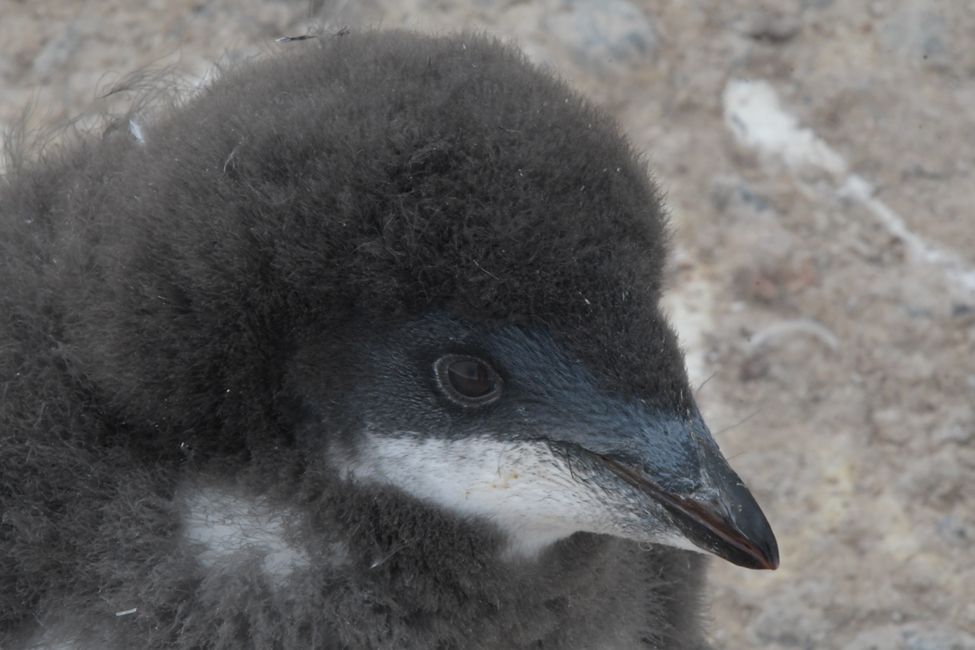 Pingüino Adelaida