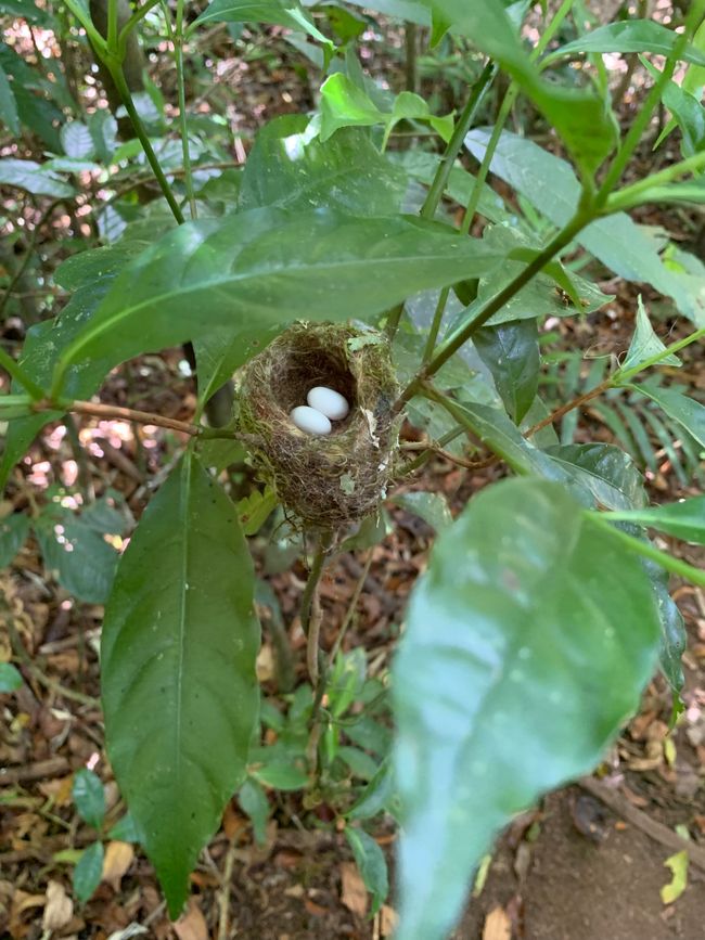 Hummingbird Eggs (about the size of Tic Tac)