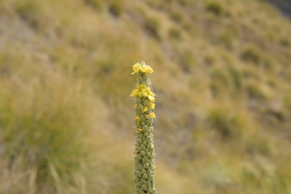 Wanaka - Abstieg vom Roys Peak