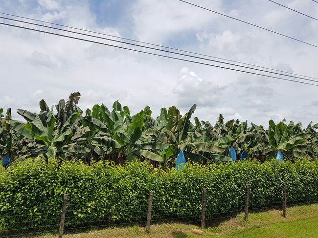 Vorbei an Bananenplantagen Richtung Westküste