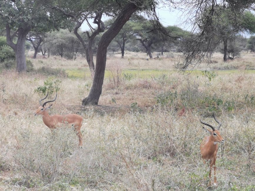 AFRIKA- KOMAR piči, RIŽ je gotov, MALARIJA.