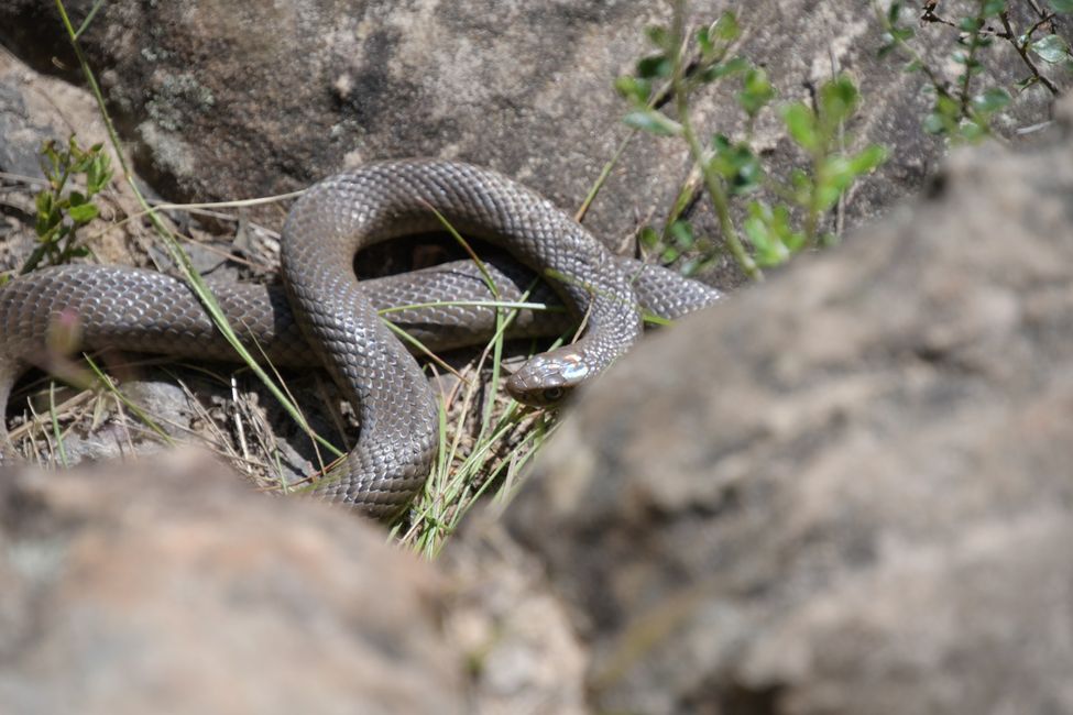 Hiking in the Grampians - Brown Snake