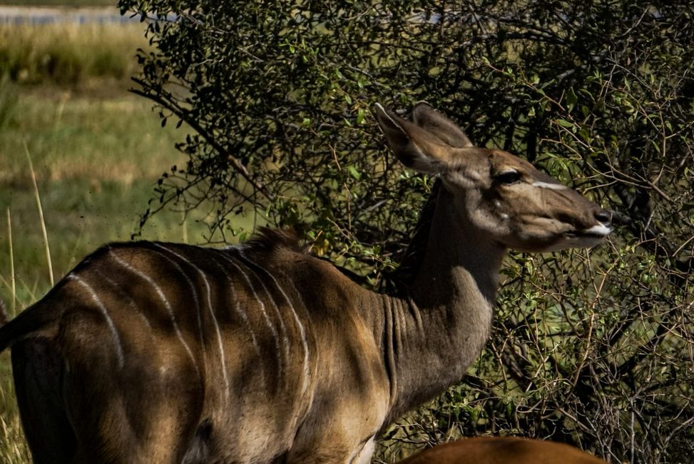 Weibliche Kudu-Antilope