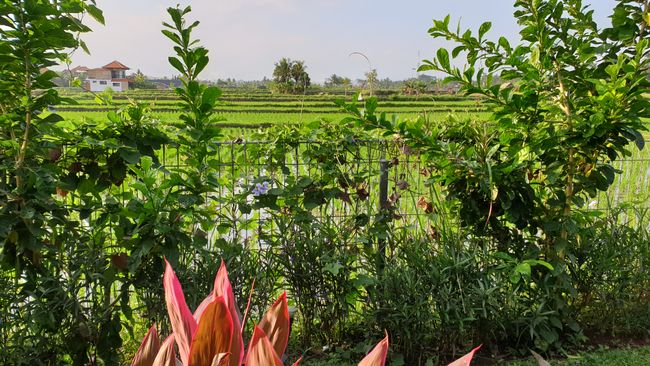 1. Halt - Ubud