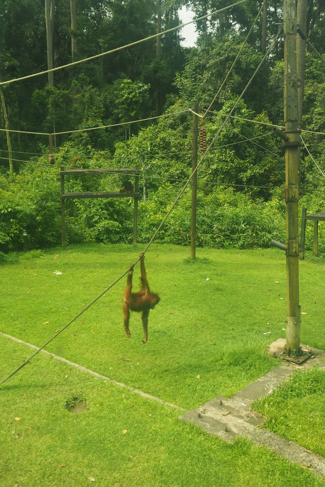 Sandakan 🇲🇾 di Kalimantan: sehari di suaka Orangutan Sepilok 🦧, Pusat Percakapan Beruang Madu, dan Pusat Penemuan Hutan Hujan 🦜