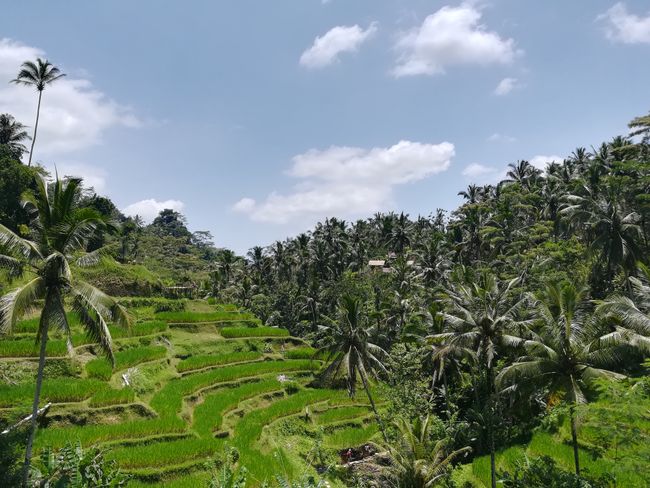 Bali - Ubud