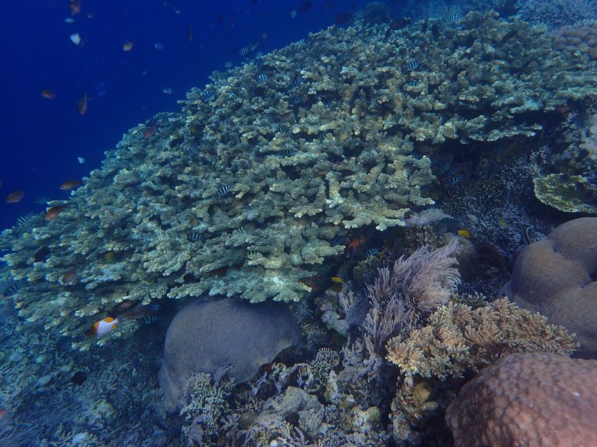 Indonesia - North Sulawesi - Bunaken NP - Coral