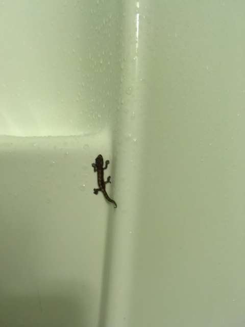 Gecko in the bathroom