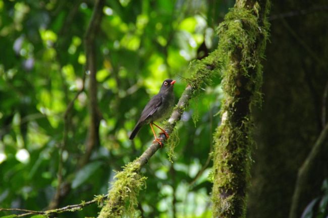 Costa Rica: Monteverde