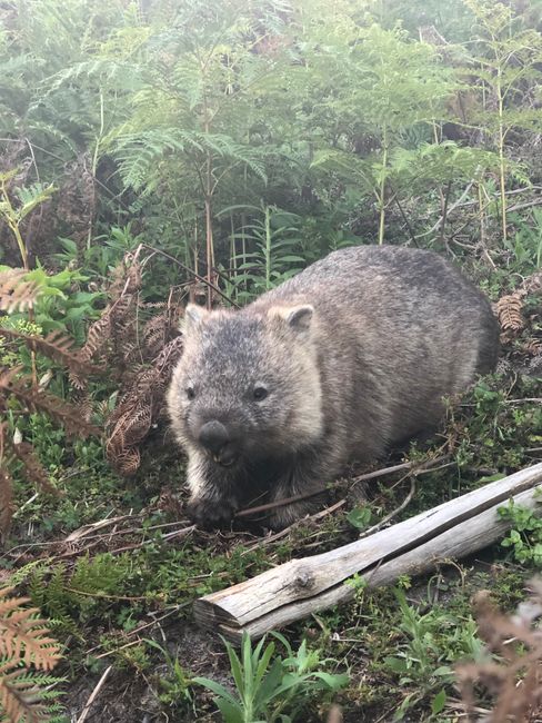 Ein Wombat 😂