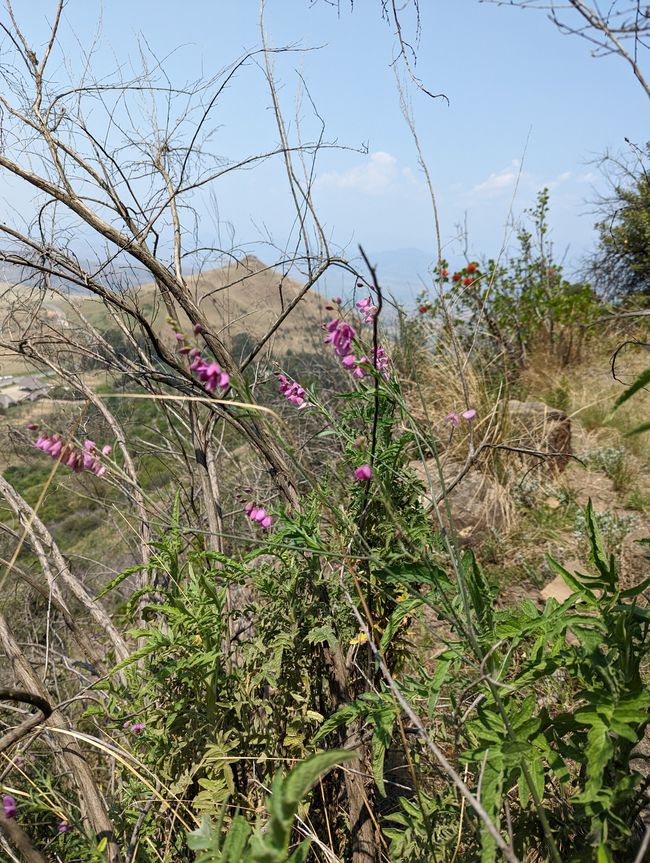 Hiked and Survived in Little Switzerland/Drakensberg