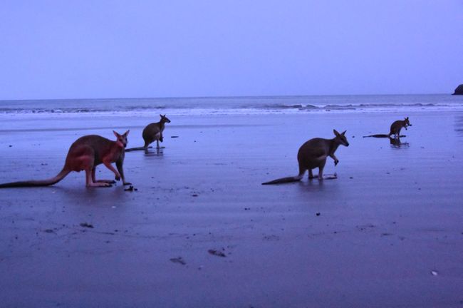 Kängurus in der Dämmerung am Strand