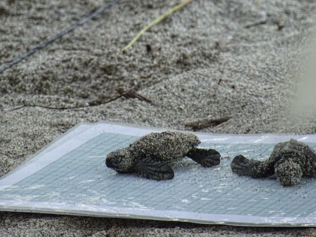 The little turtles are being measured