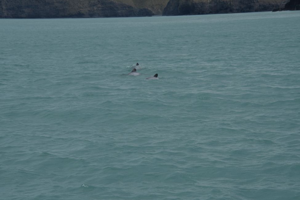 Banks Peninsula - Akaroa Nature Cruise - Hector's Dolphins