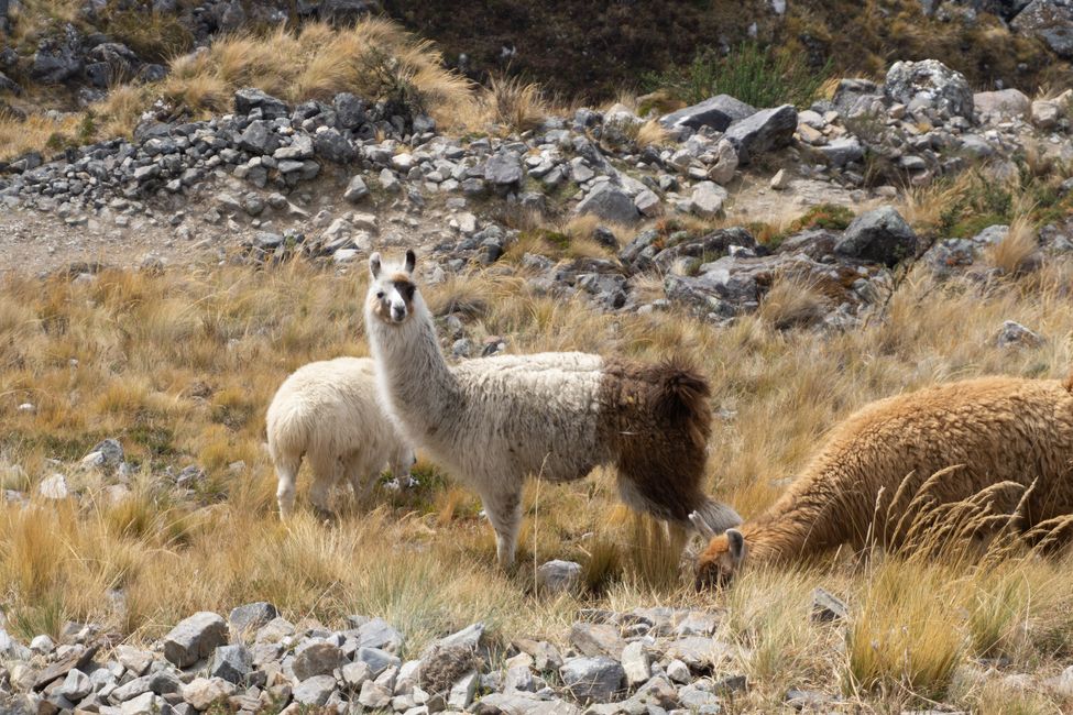 Lamas along the way 