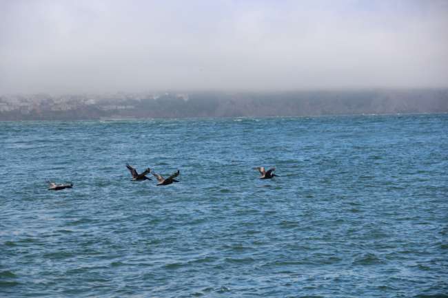 Whale Watching - Bay of San Francisco