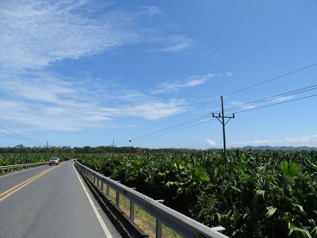 So here come our bananas :). During the drive to the Caribbean, we have seen numerous banana plantations. Including the factories of Dole and Chiquita.