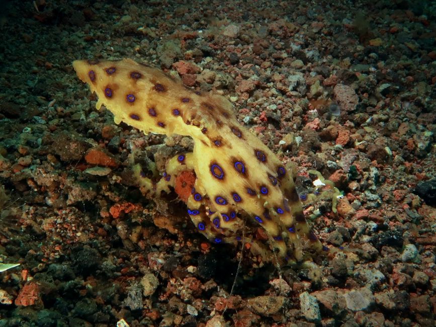 Blauring-Octopus: klein, aber sehr giftig
