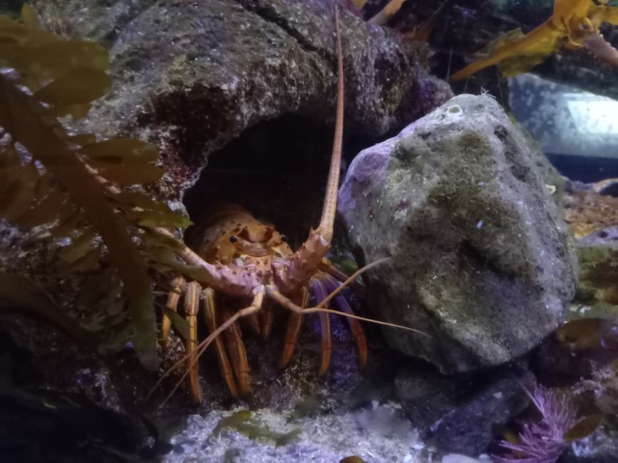 Bonusbild: LA rock lobster