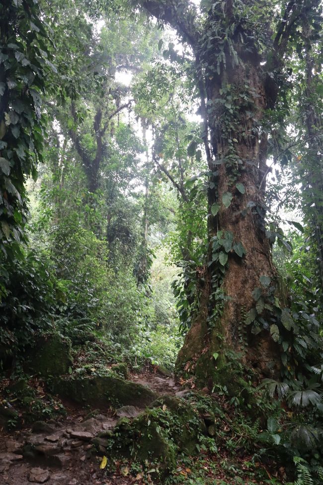 Several hundred steps before reaching the Ciudad Perdida