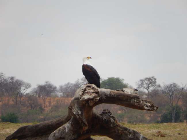 بوتسوانا / پارک ملی کوبه