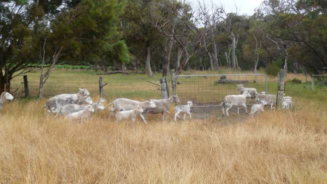 Sheep migration