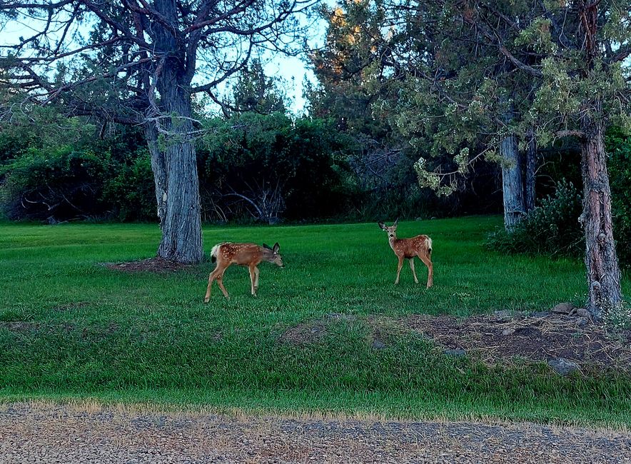 Cute fawns close to the campground