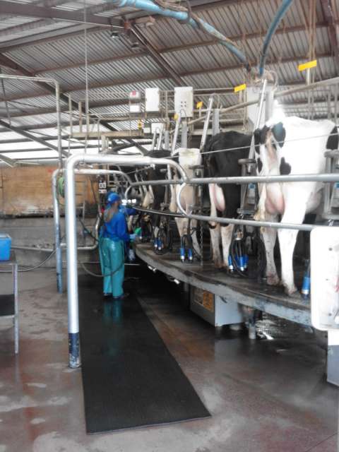 Milking in South Africa