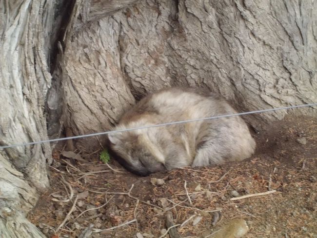 schlafender Wombat, Maria Island
