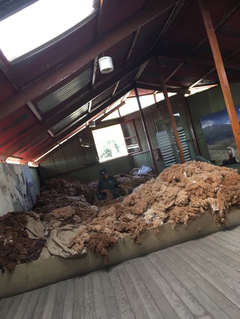 Alpaca wool must be sorted by hand
