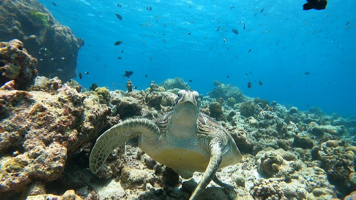 Großartig! Haie, Rochen, Schildkröten in ihrem natürlichem Lebensraum zu beobachten