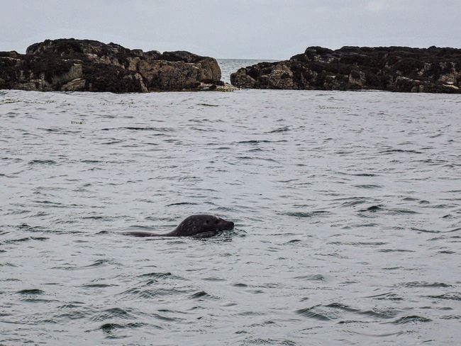 Day 90 - visiting the seals again