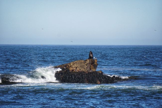 Zurück am Pazifik: Die Seelöwen empfangen uns lautstark 
