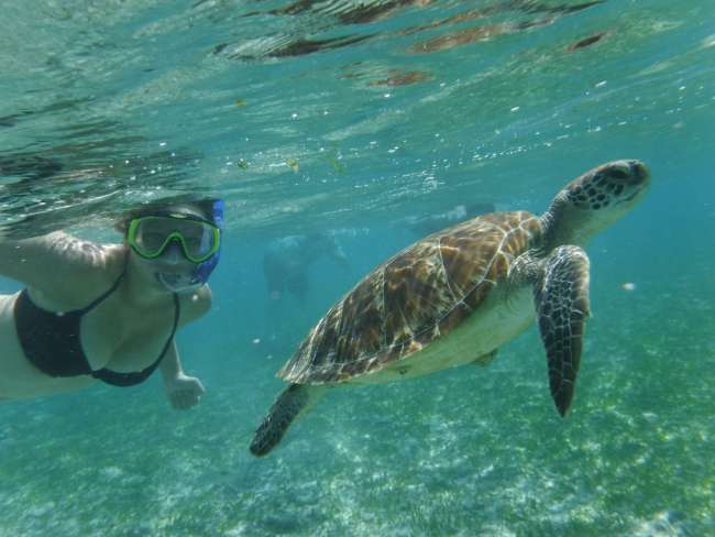 Snorkeling in Turtle Paradise Gili Islands