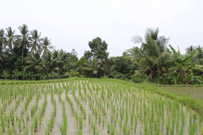 More pictures of the rice fields