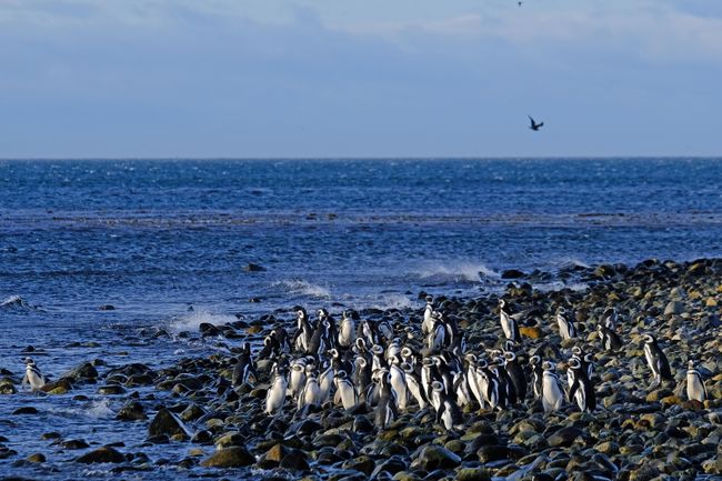 In Argentinien findet man die weltweit grösste Magellan-Pinguinkolonie.