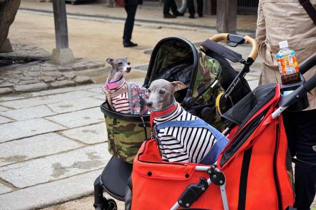Dogs in strollers